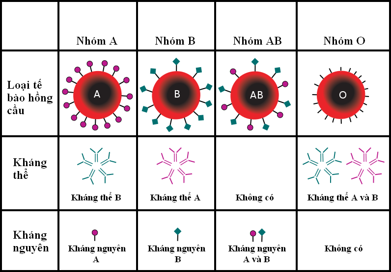 (Nhóm máu theo hệ thống ABO bao gồm các kháng thể và kháng nguyên- Hình ảnh từ internet)